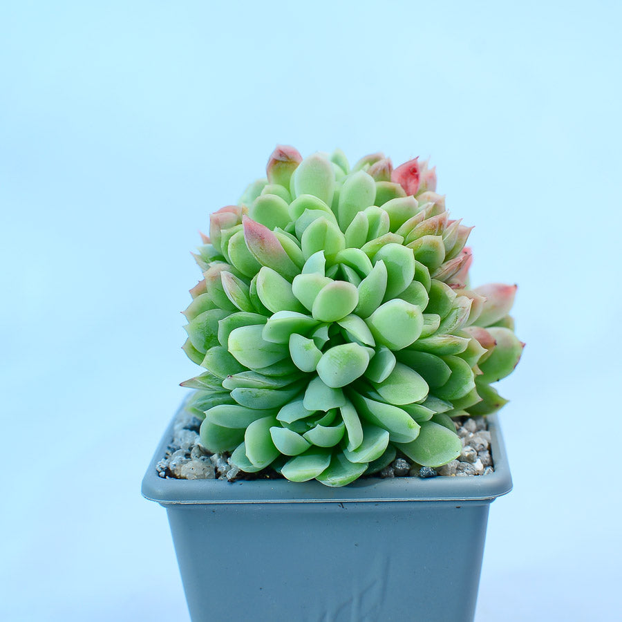 Echeveria elegans cristata