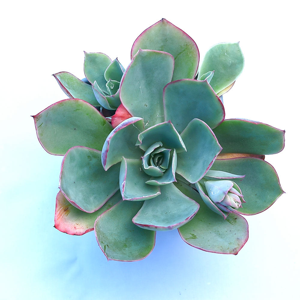 Echeveria lozano