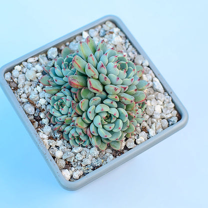 Echeveria minima 'Red Edge'