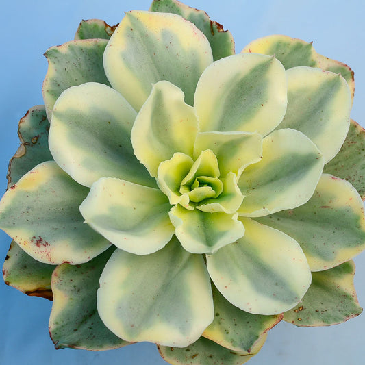 Echeveria 'Moon River'