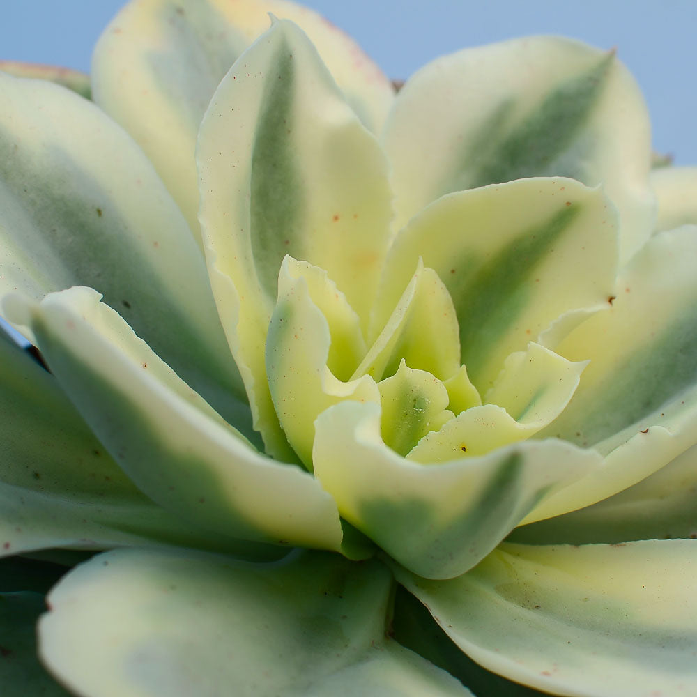 japan moon river succulent Echeveria 'Moon River' – Surreal Succulents