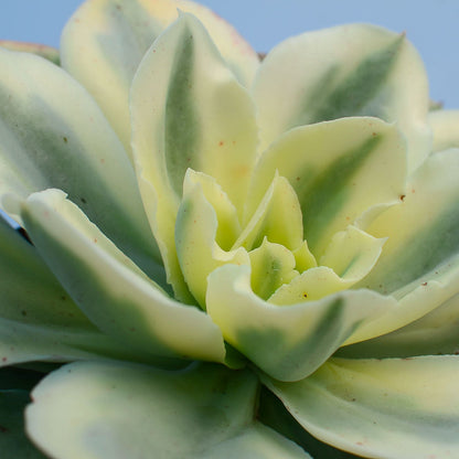 Echeveria 'Moon River'