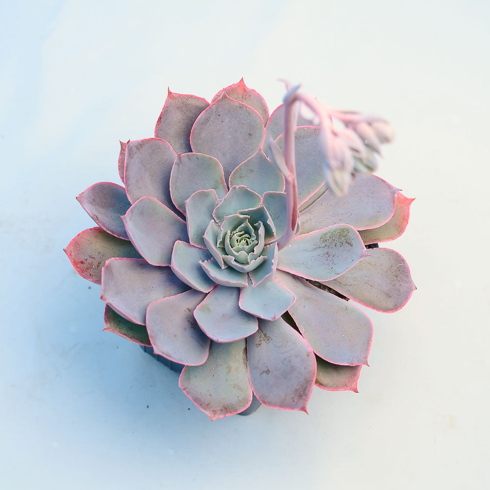 Echeveria 'Pinky'