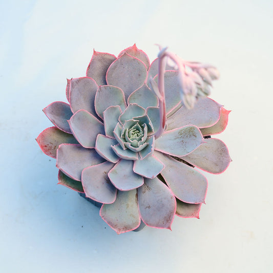 Echeveria 'Pinky'