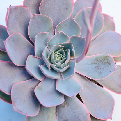 Echeveria 'Pinky'