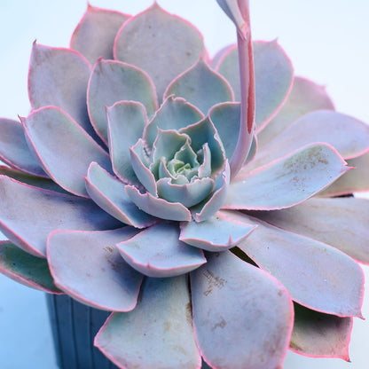 Echeveria 'Pinky'