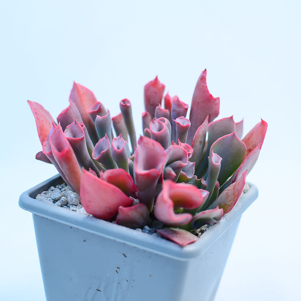 trumpet pinky succulent Echeveria 'Trumpet Pinky' – Surreal Succulents