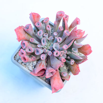 Echeveria 'Trumpet Pinky'