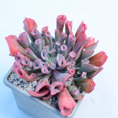 Echeveria 'Trumpet Pinky'