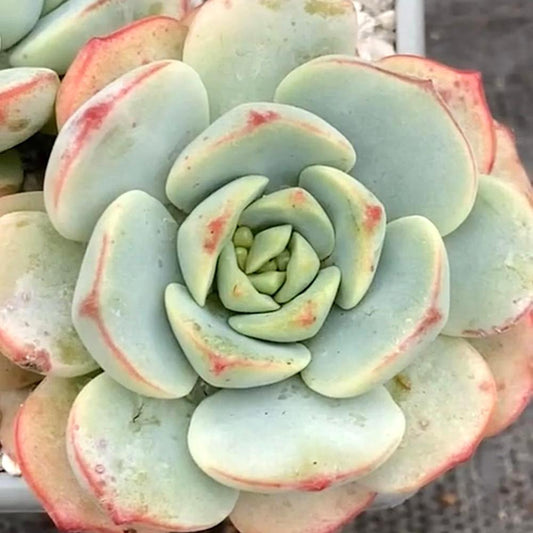 x Sedeveria 'Pudgy'