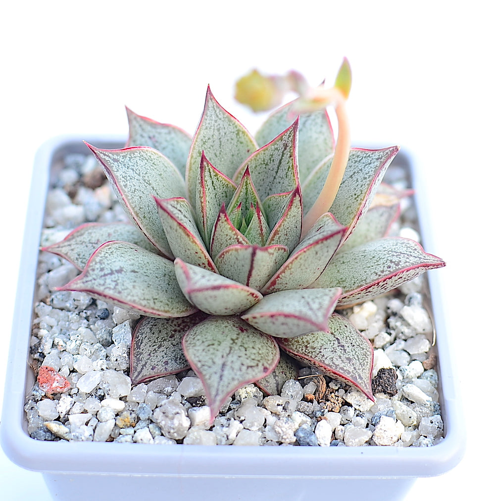 Echeveria purpusorum 'White Form'