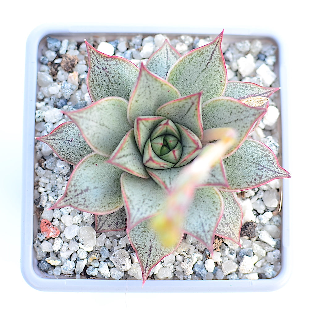 Echeveria purpusorum 'White Form'