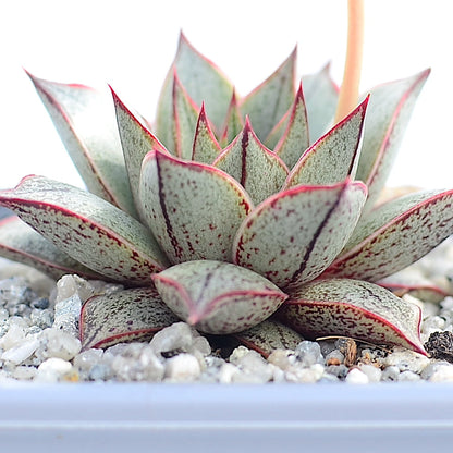 Echeveria purpusorum 'White Form'