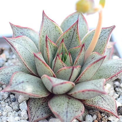 Echeveria purpusorum 'White Form'