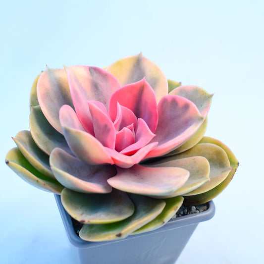 Echeveria 'Rainbow'