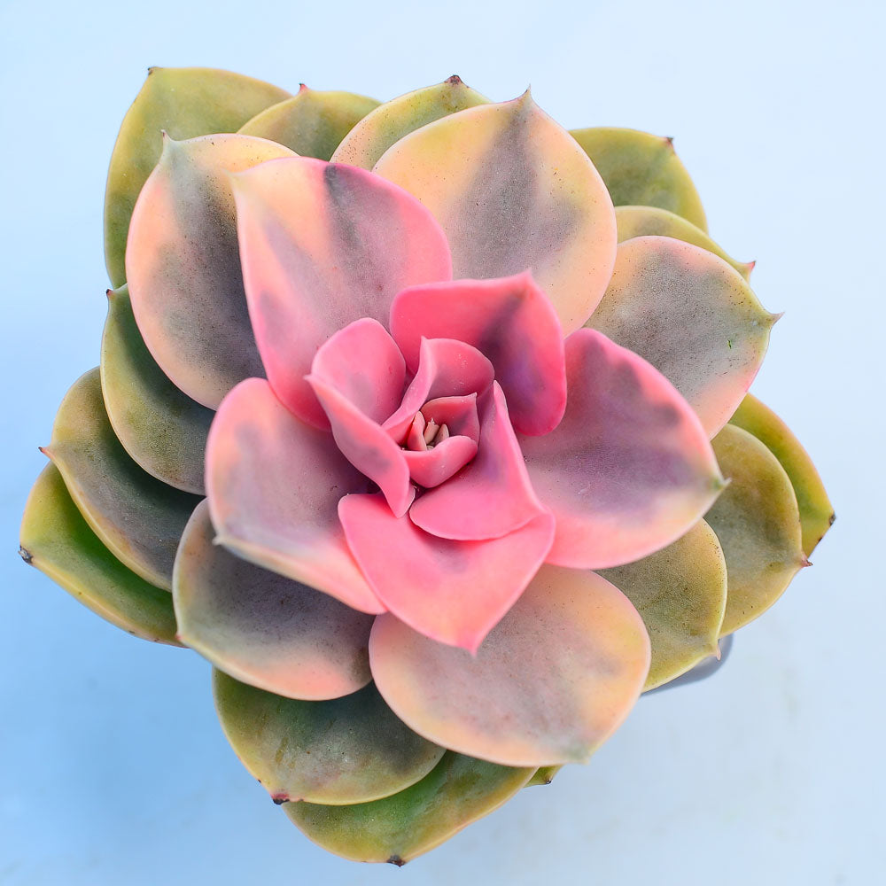 Echeveria 'Rainbow'