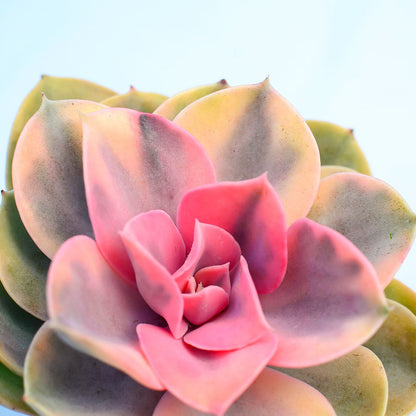 Echeveria 'Rainbow'