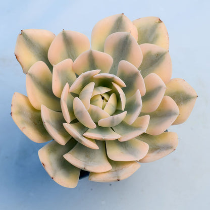 Echeveria runyonii variegata 'Akaihosi'