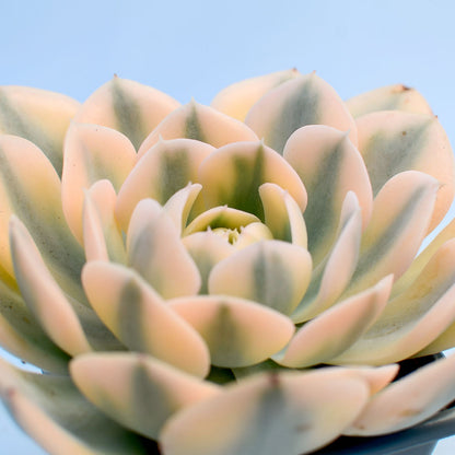 Echeveria runyonii variegata 'Akaihosi'