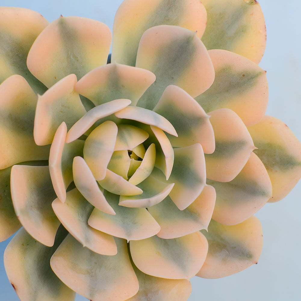 Echeveria runyonii variegata 'Akaihosi'