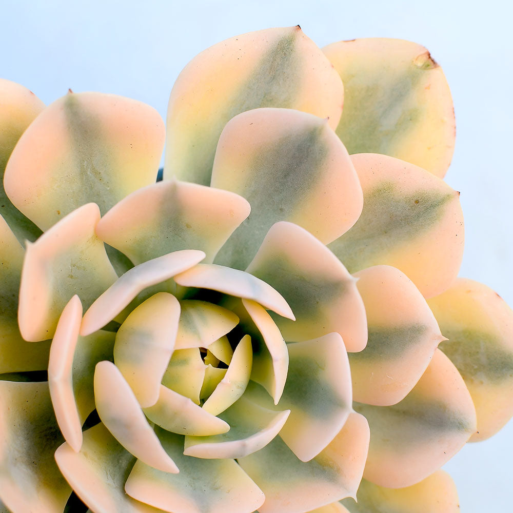 Echeveria runyonii variegata 'Akaihosi'