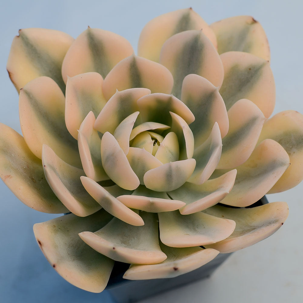 Echeveria runyonii variegata 'Akaihosi'