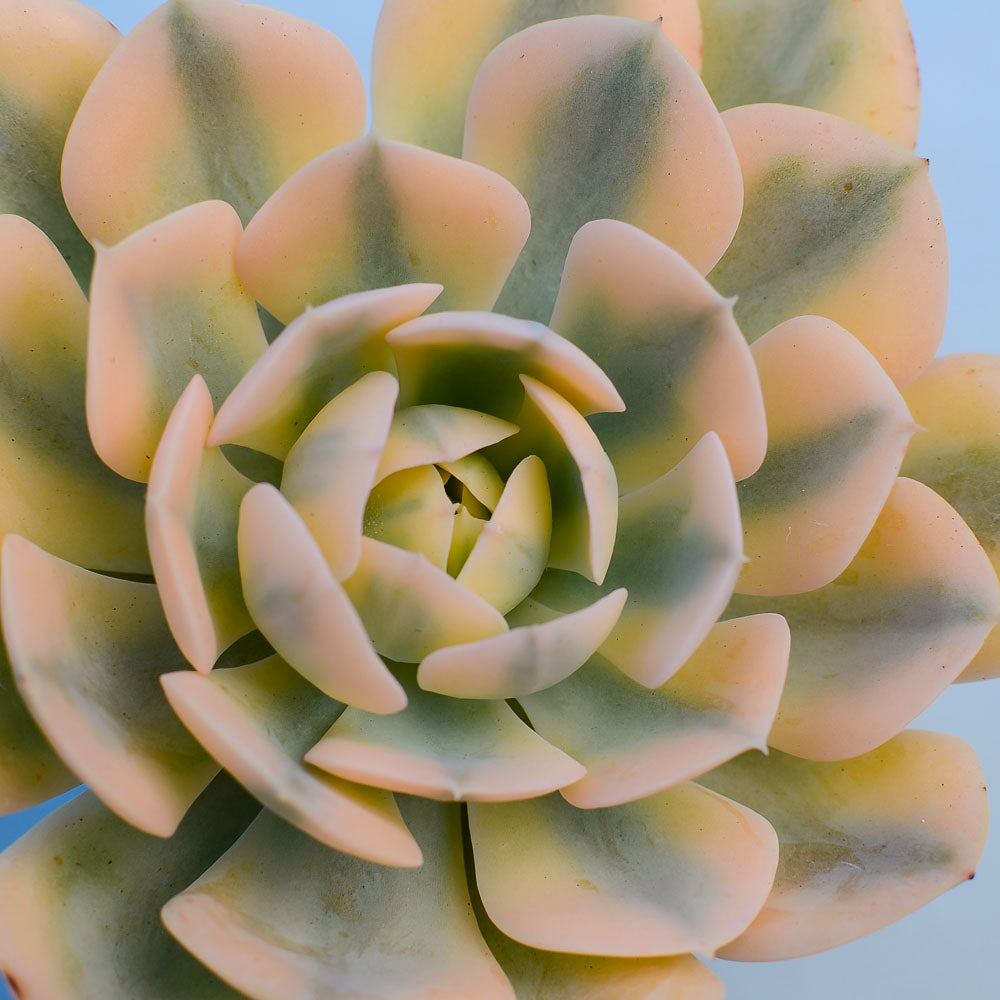 Echeveria runyonii variegata 'Akaihosi'