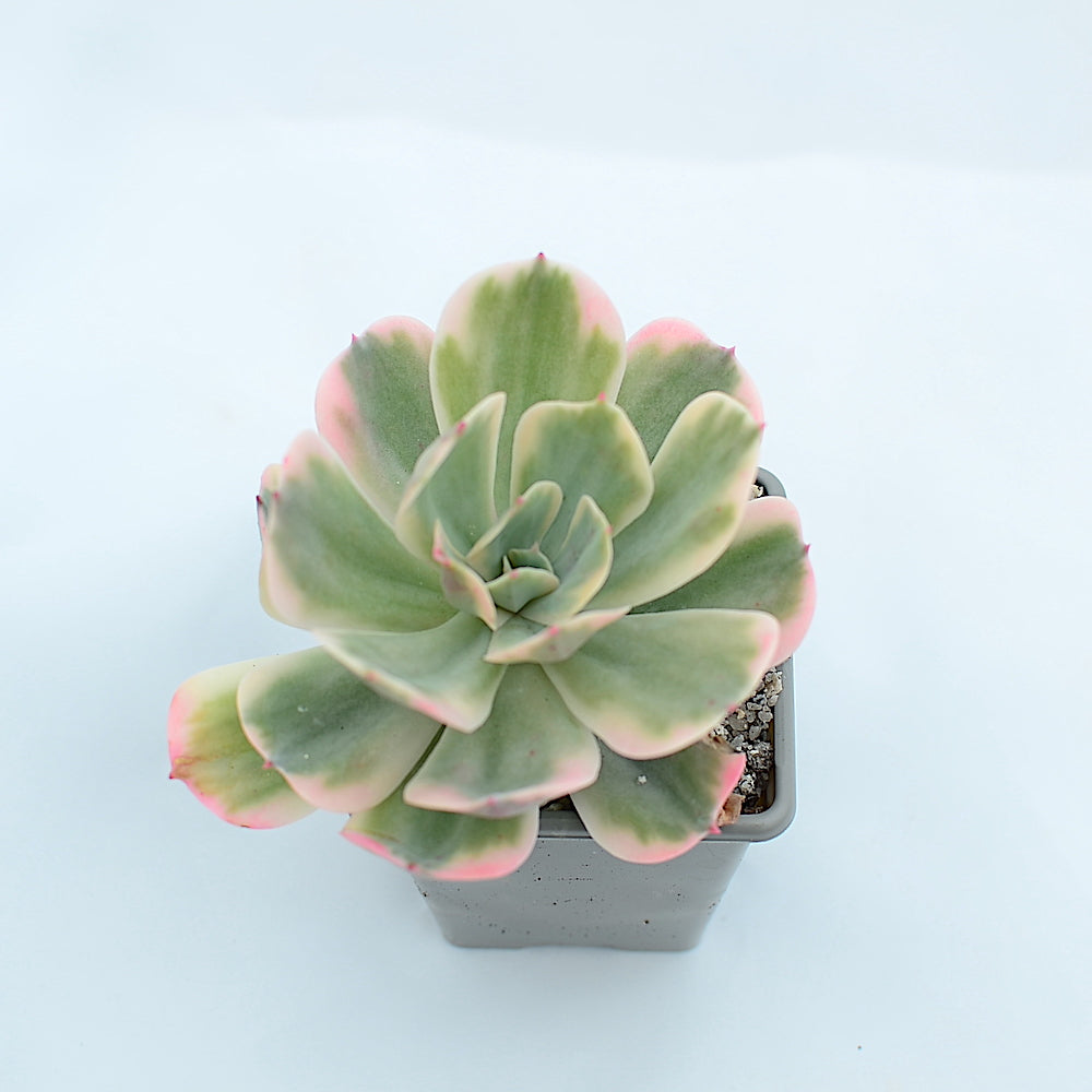 Echeveria secunda variegata