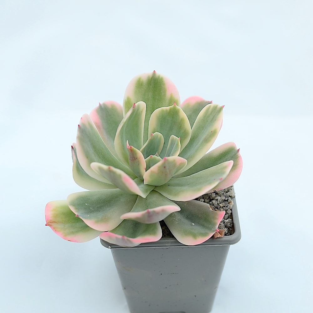 Echeveria secunda variegata