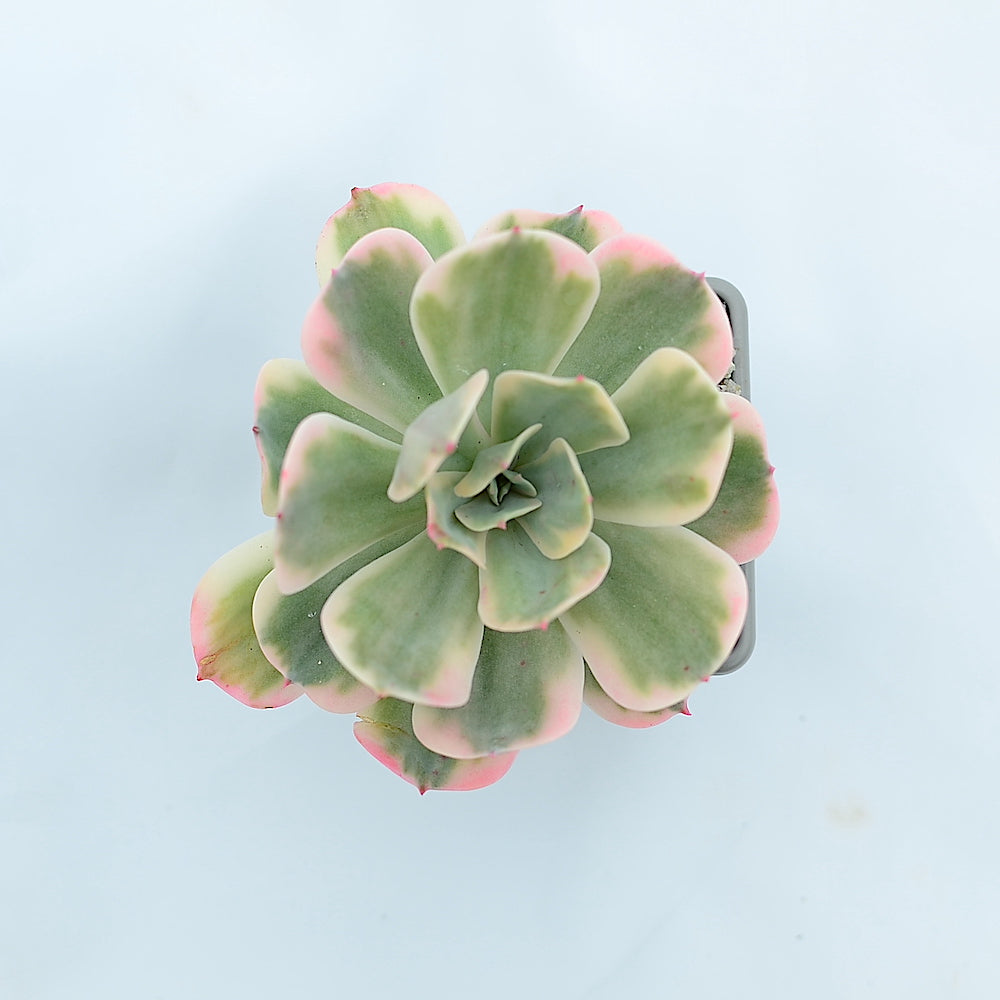 Echeveria secunda variegata