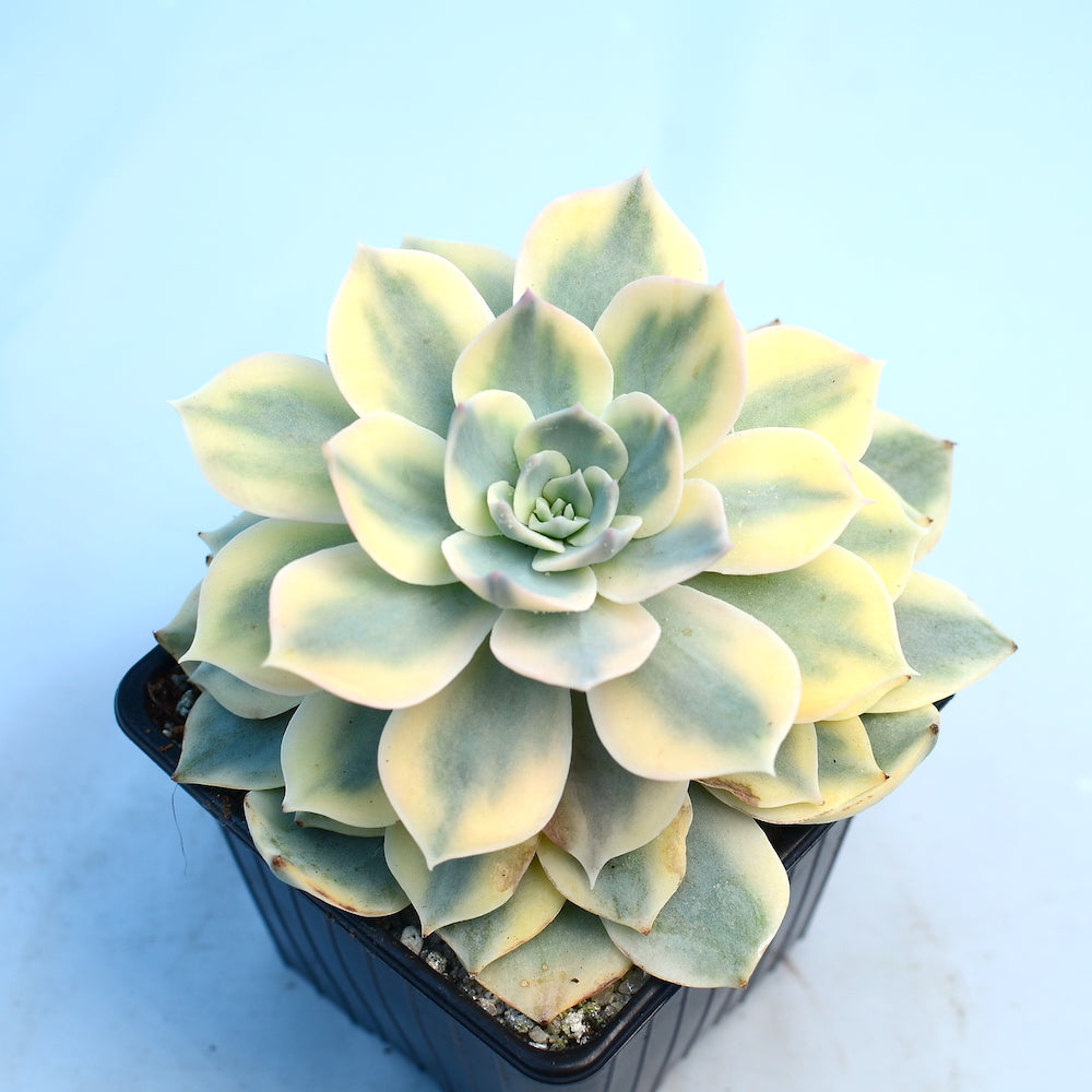 Echeveria subsessilis f. variegata