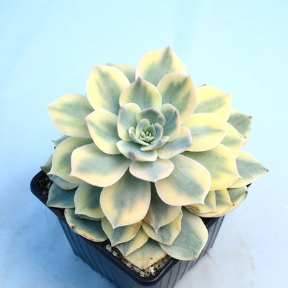 Echeveria subsessilis f. variegata