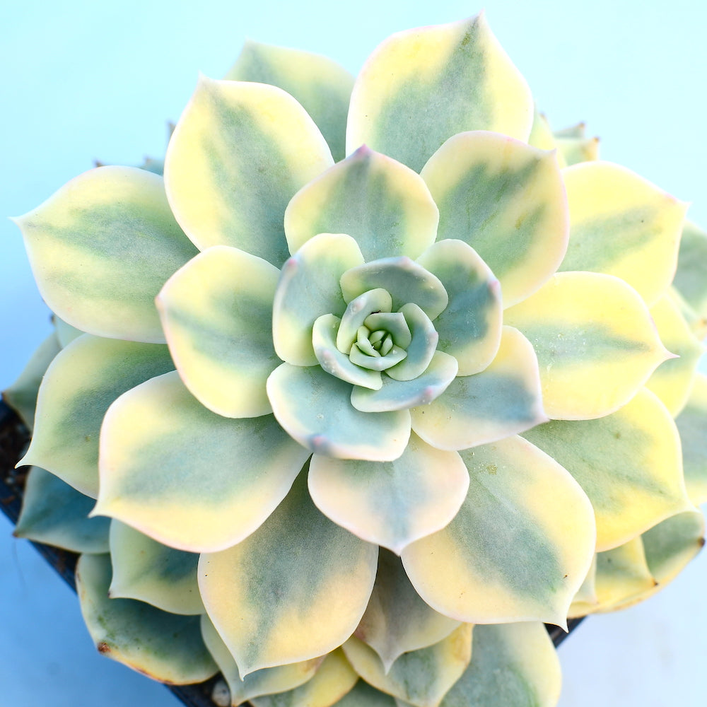 Echeveria subsessilis f. variegata