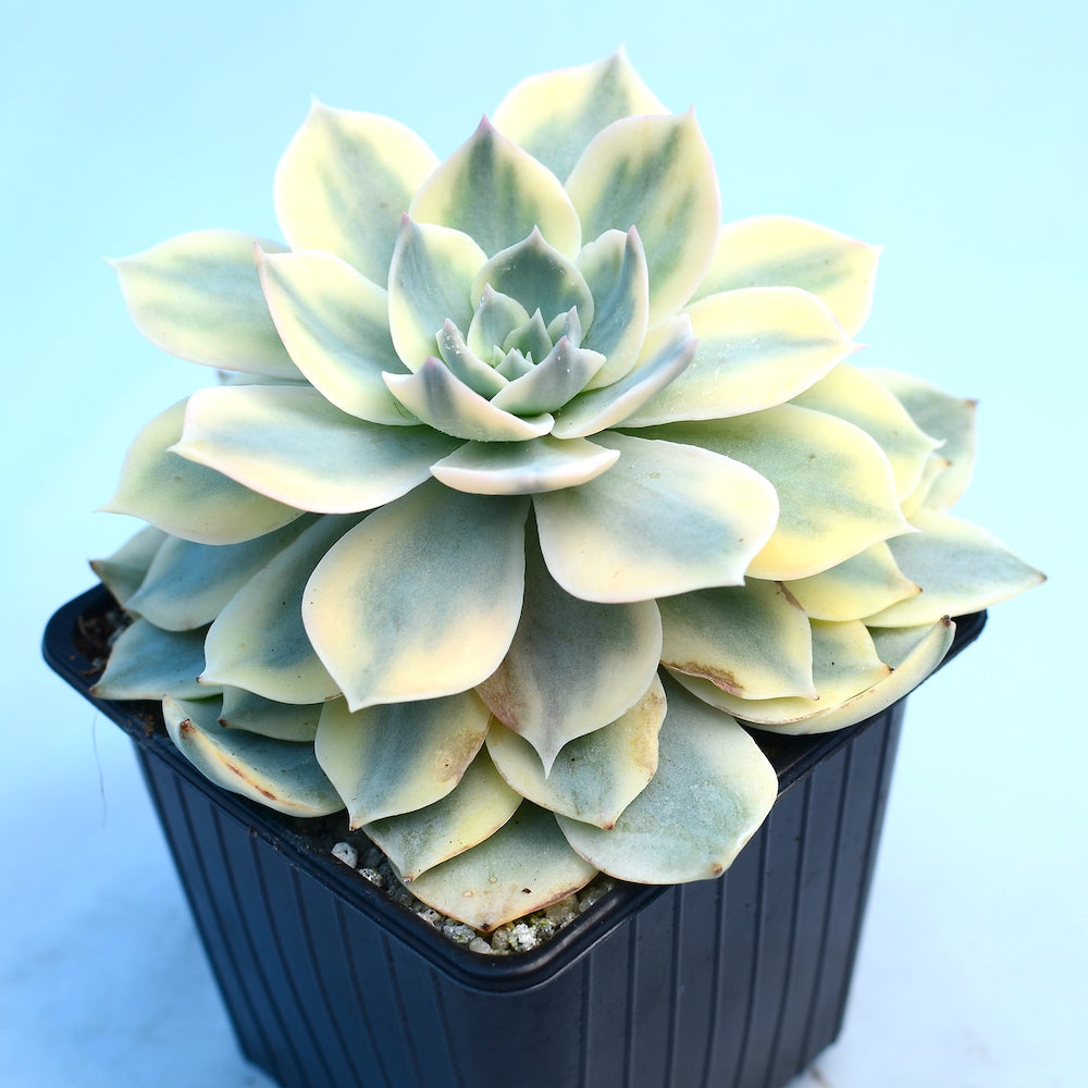 Echeveria subsessilis f. variegata