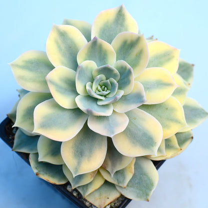 Echeveria subsessilis f. variegata