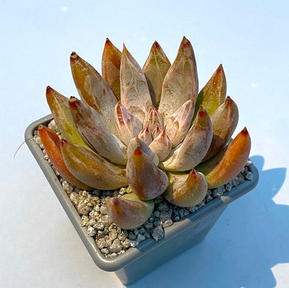 Echeveria tolimanensis