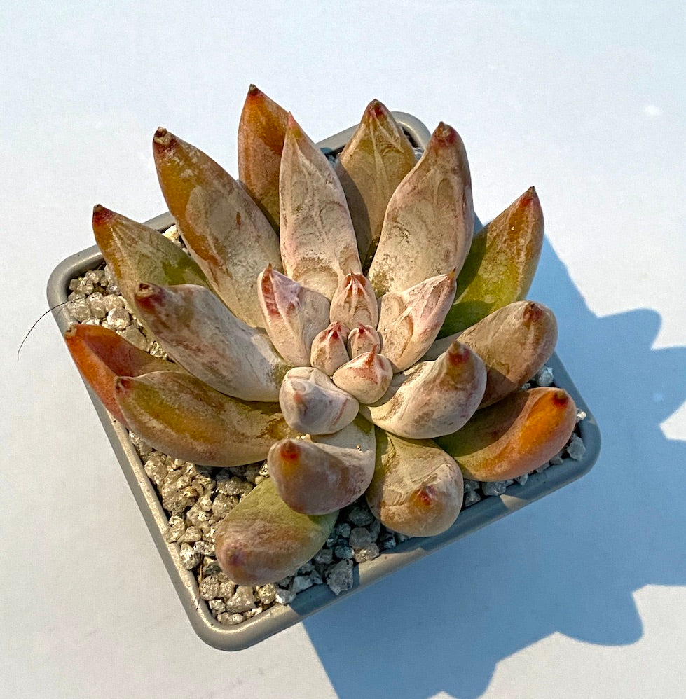 Echeveria tolimanensis