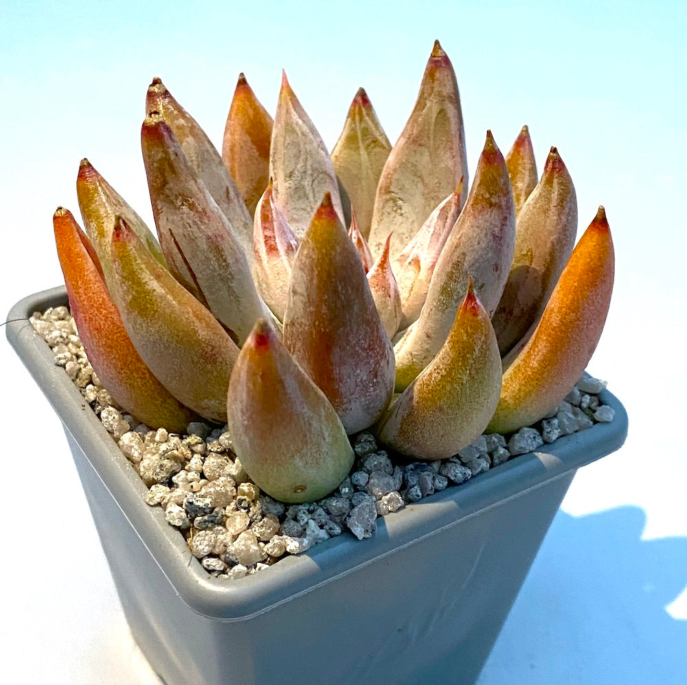 Echeveria tolimanensis