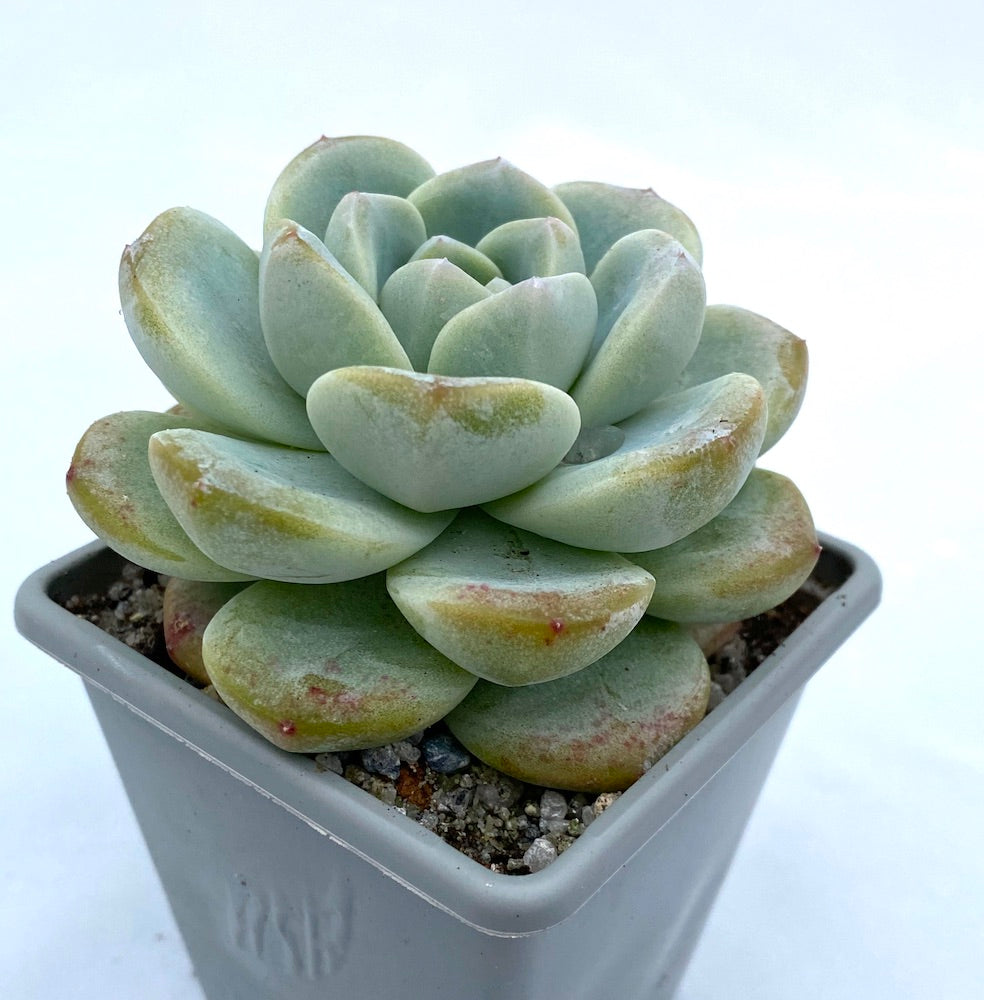 Echeveria 'Ice Green'