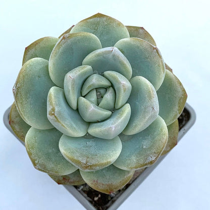 Echeveria 'Ice Green'