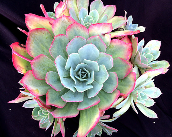 Echeveria 'Ed Hummel'