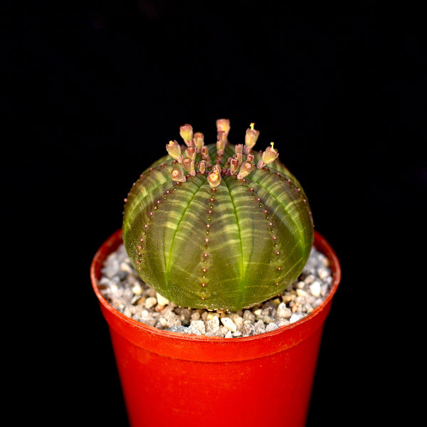 Euphorbia obesa