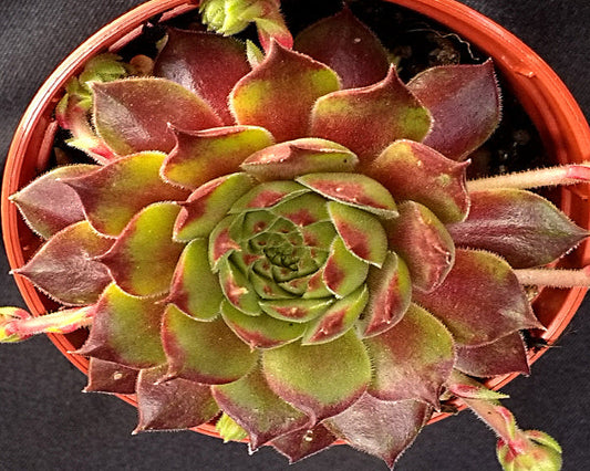 Sempervivum 'Excalibur'