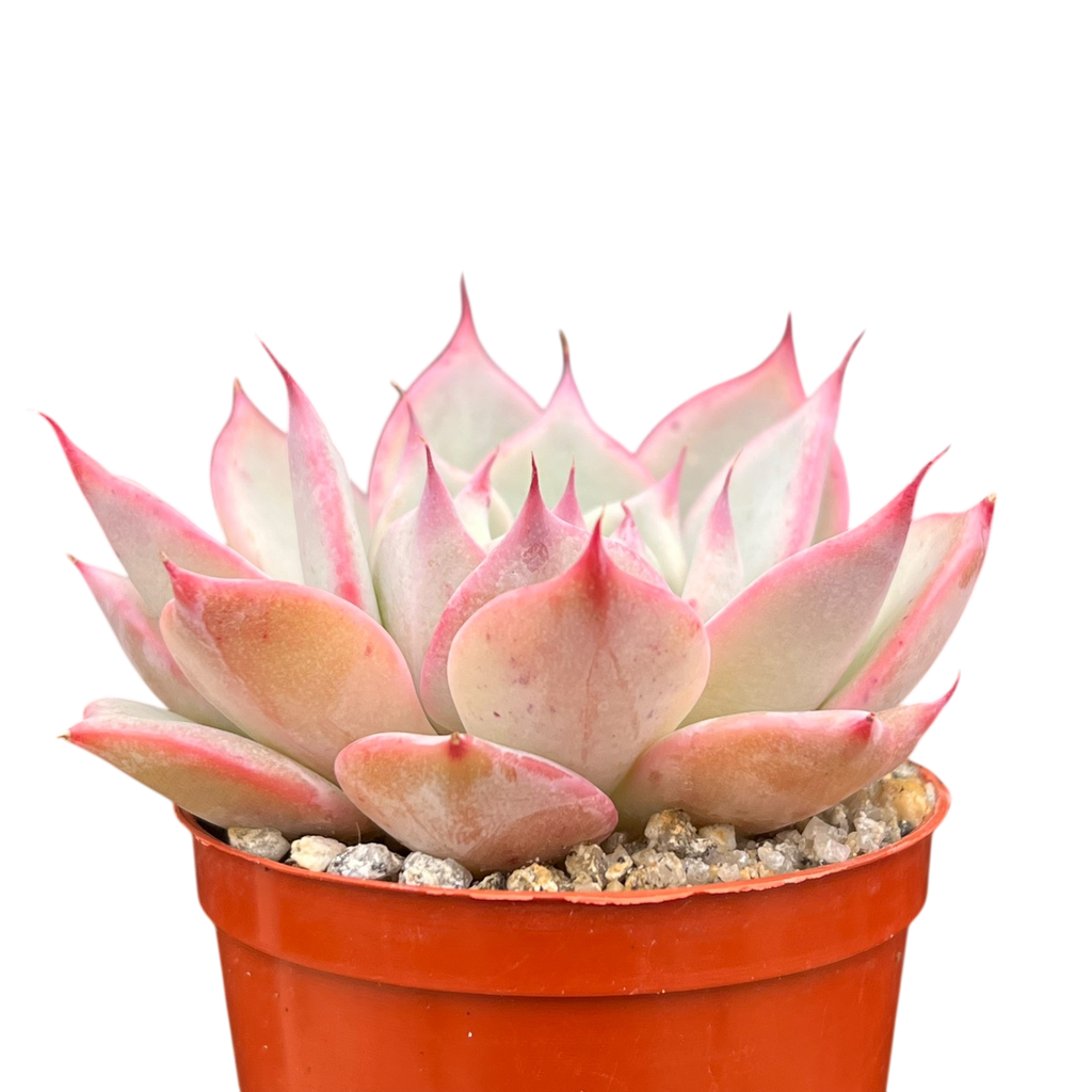 Echeveria 'Larega'