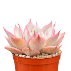 Echeveria 'Larega'