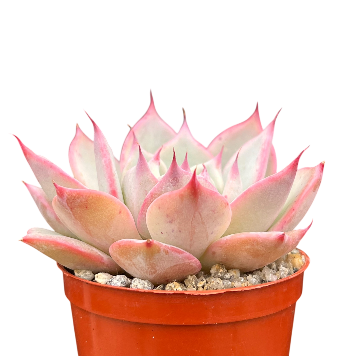 Echeveria 'Larega'