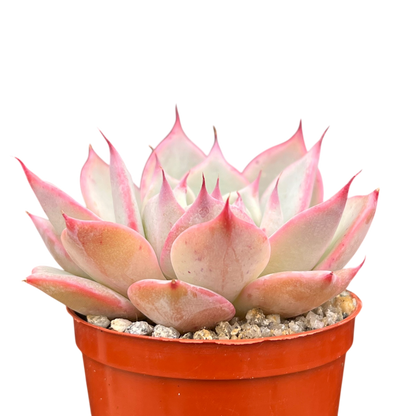 Echeveria 'Larega'