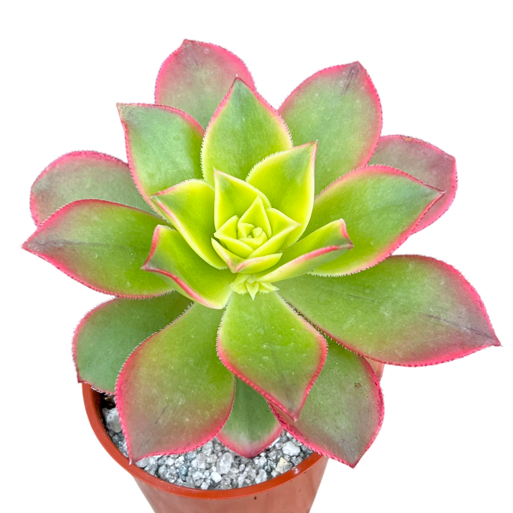 Aeonium 'Kiwi'