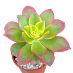 Aeonium 'Kiwi'