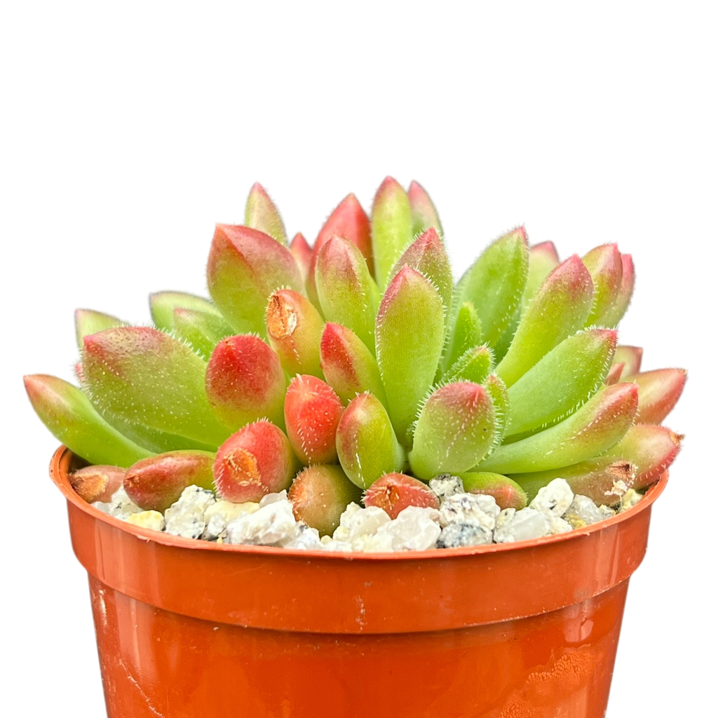 Echeveria 'Frida Kahlo'